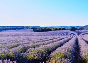Lavandana artesania lavanda y un proyecto que crece desde Brihuega