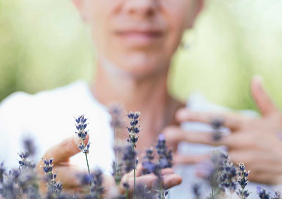 Lavanda en otono invierno cuando el frio acoge el aroma que calma 1