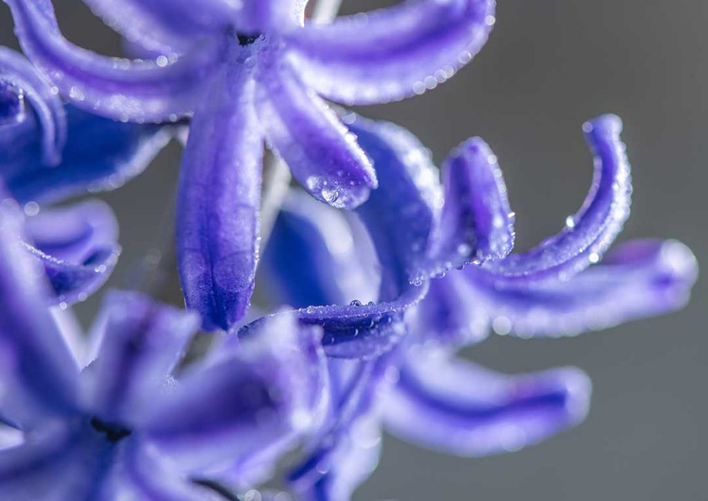 Lavanda en otono invierno cuando el frio acoge el aroma que calma 4